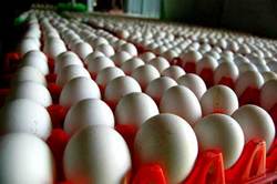 Chicken Eggs